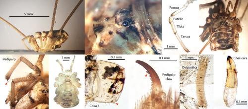 Réf. 333 158 : Leiobunum religiosum